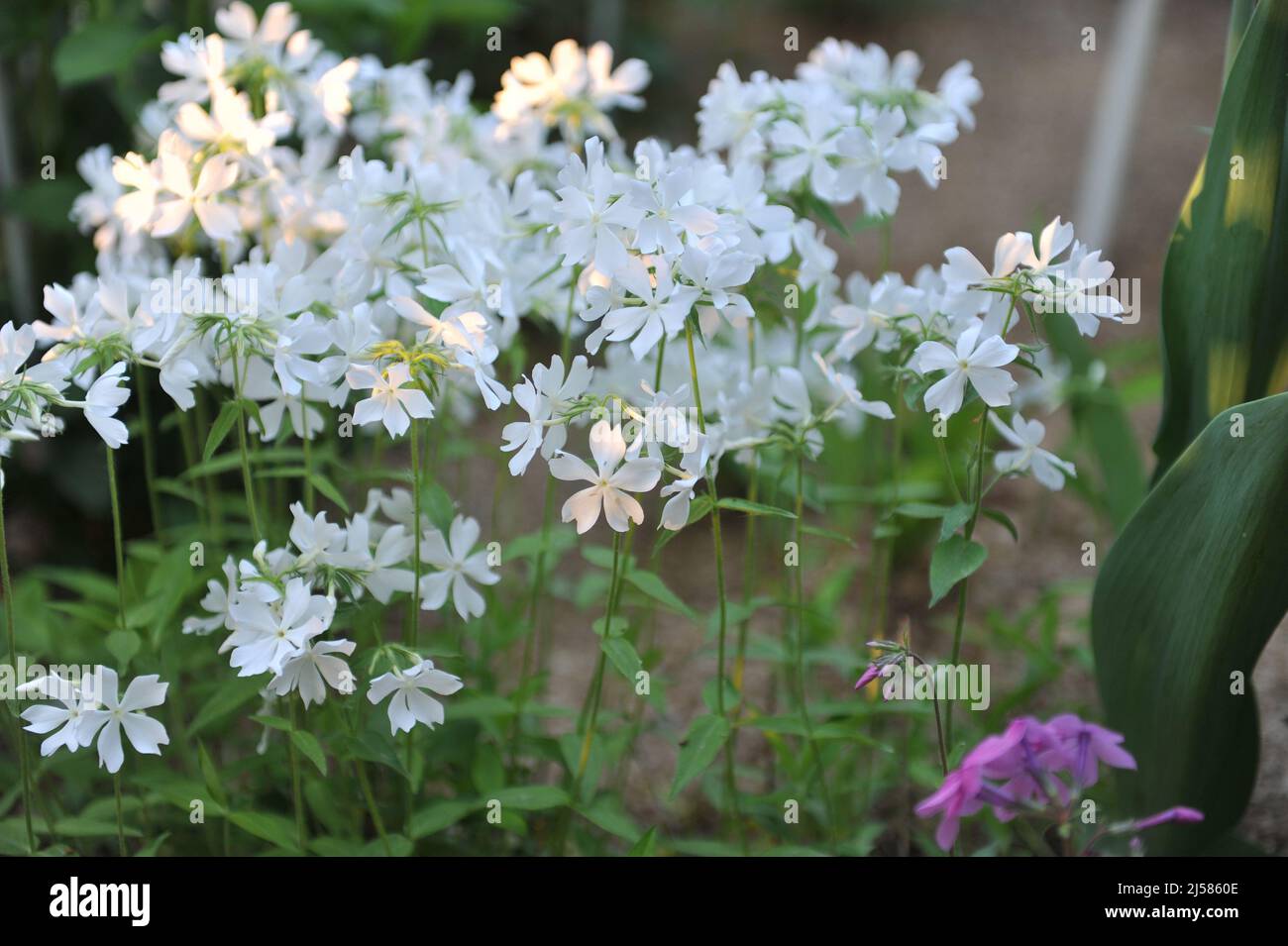 Sweet william (Phlox divaricata) Fuller's White blooms in a garden in May Stock Photo