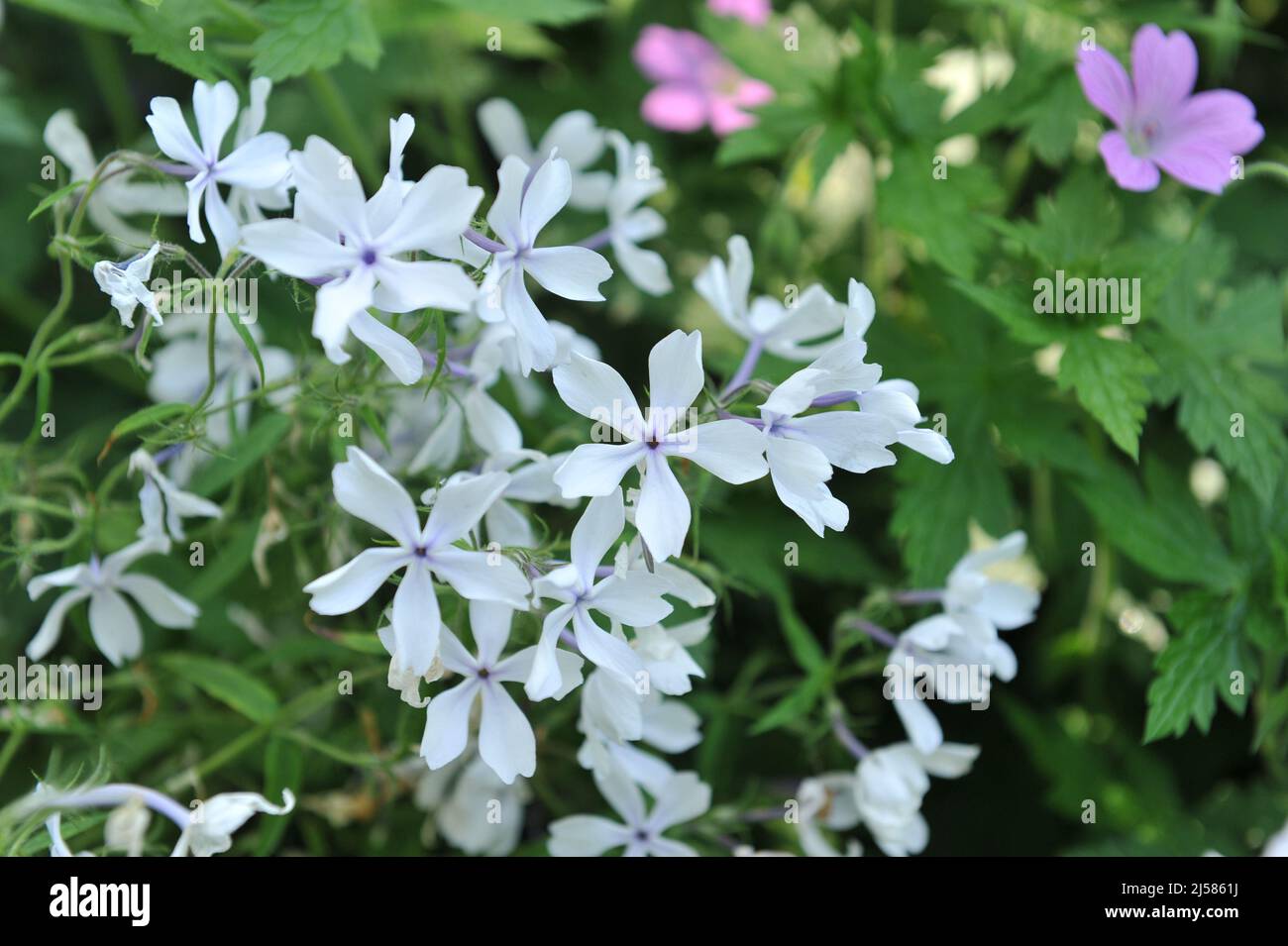Sweet william (Phlox divaricata) White Perfume blooms in a garden in May Stock Photo