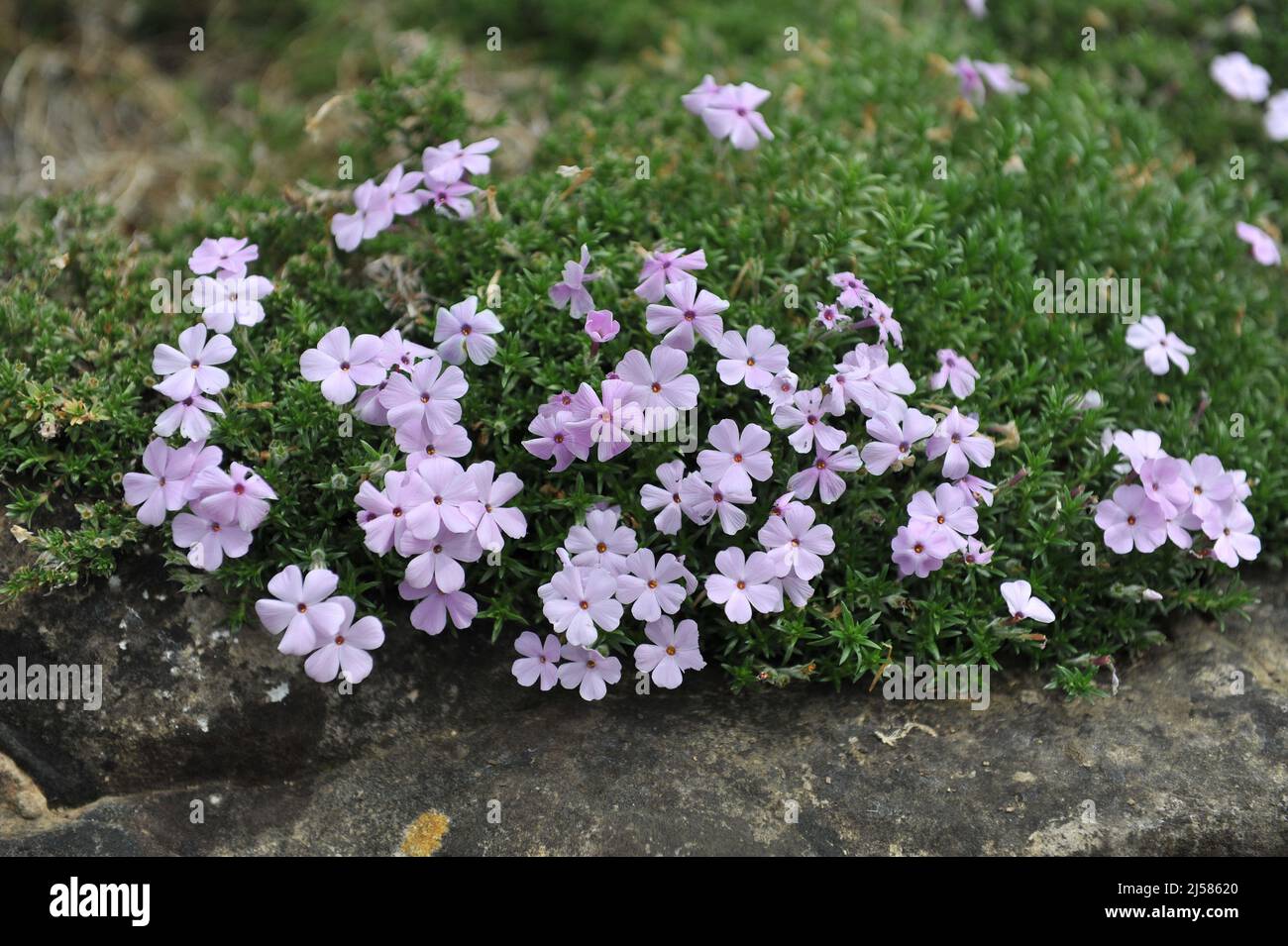 Light pink tufted phlox (Phlox douglasii) Rosea bloom in a garden in May Stock Photo