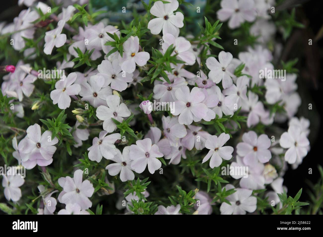Light pink tufted phlox (Phlox douglasii) Rosea bloom in a garden in May Stock Photo