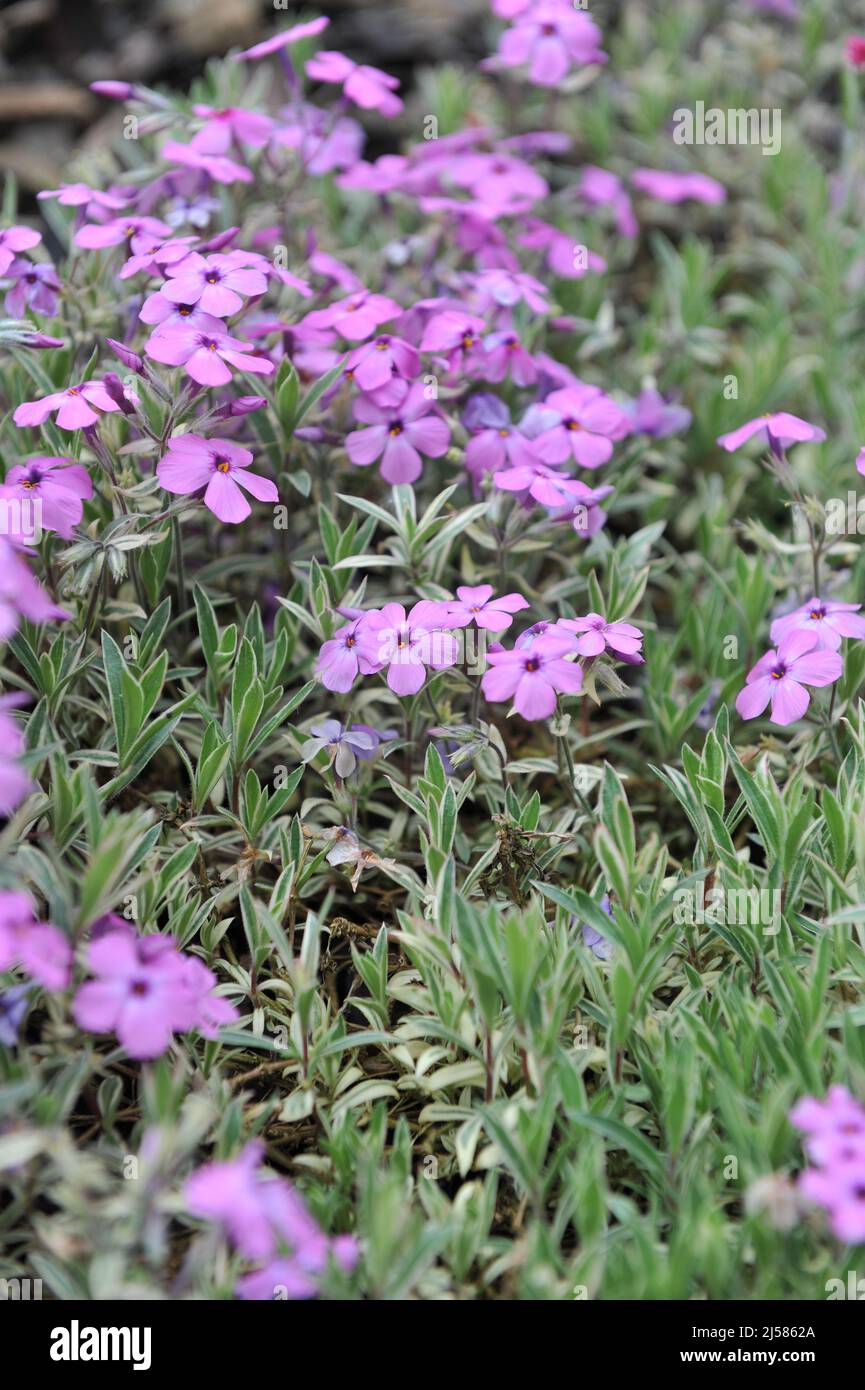 Phlox procumbens Variegata and red catsfoot (Antennaria dioica) Rubra bloom in a garden in May Stock Photo