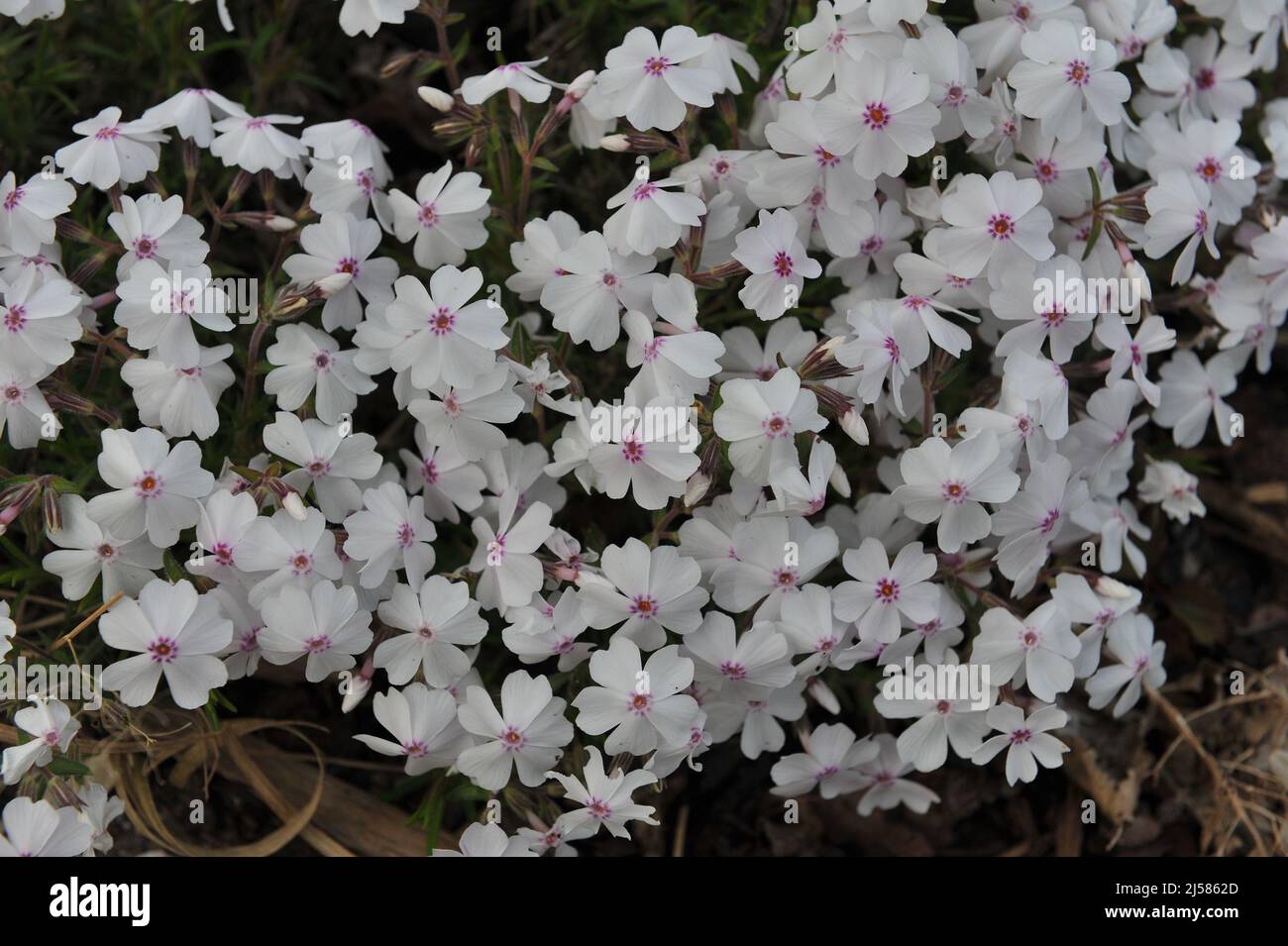 White with a pink eye moss phlox (Phlox subulata) Amazing Grace bloom in a garden in May Stock Photo