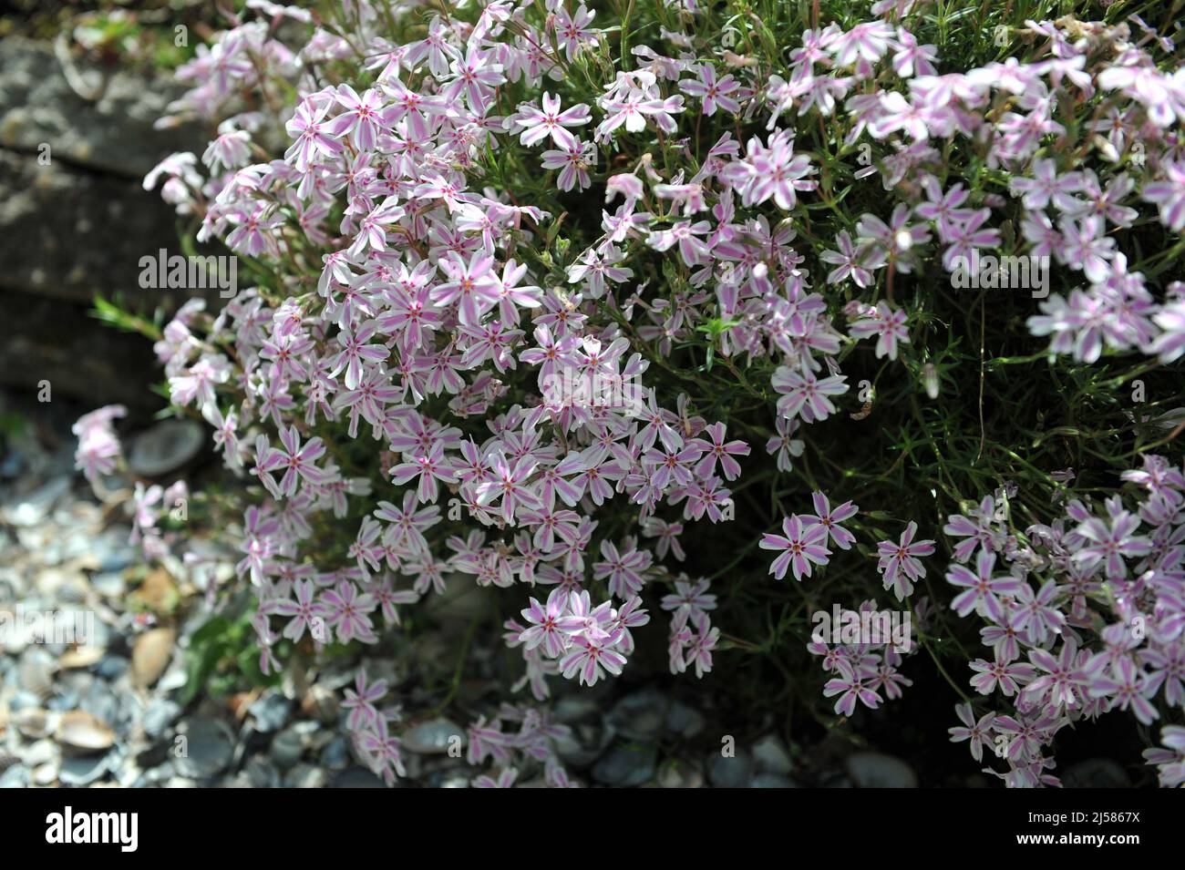 White with pink stripes moss phlox (Phlox subulata) Candy Stripe bloom in a garden in May Stock Photo