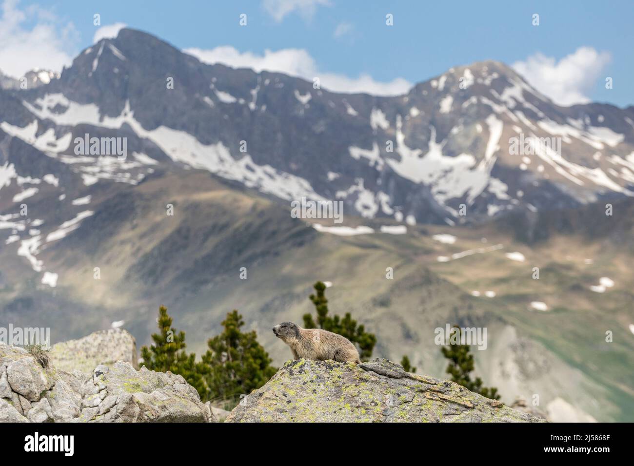 Marmot, Marmota marmota, Posets maladeta natural park, spanish pyrenees Stock Photo