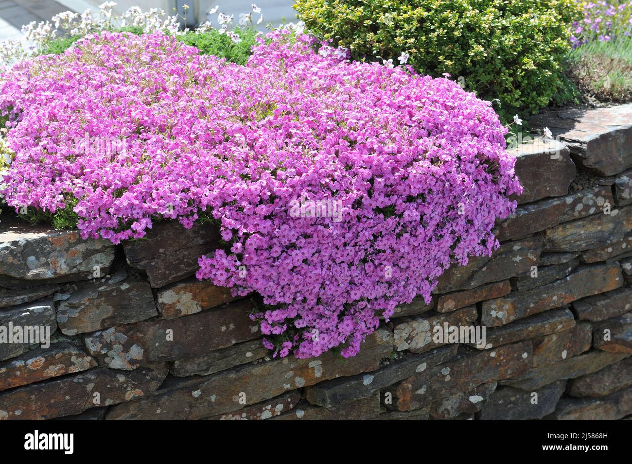 Pink moss phlox (Phlox subulata) Holly bloom on a stone wall in a garden in May Stock Photo