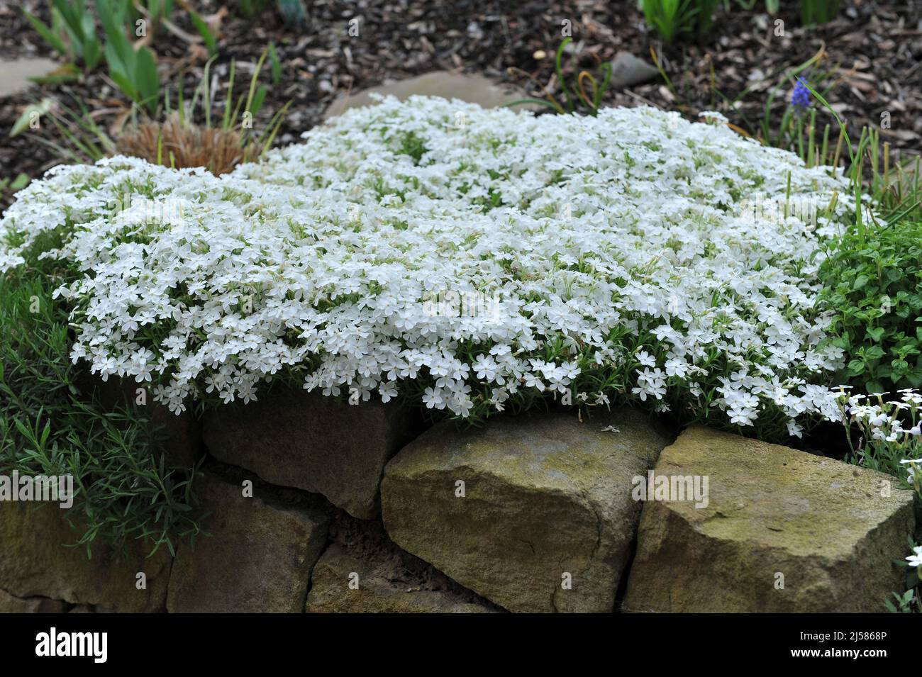 White moss phlox (Phlox subulata) Maischnee bloom in a garden in May Stock Photo