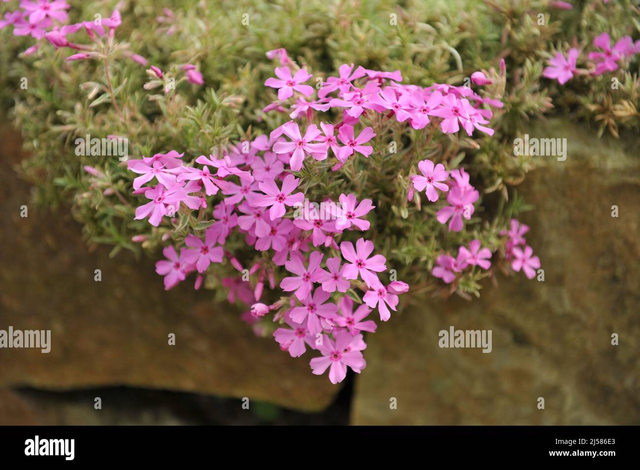 Pink moss phlox (Phlox subulata) Nettleton Variation with variegated foliage bloom in a garden in May Stock Photo