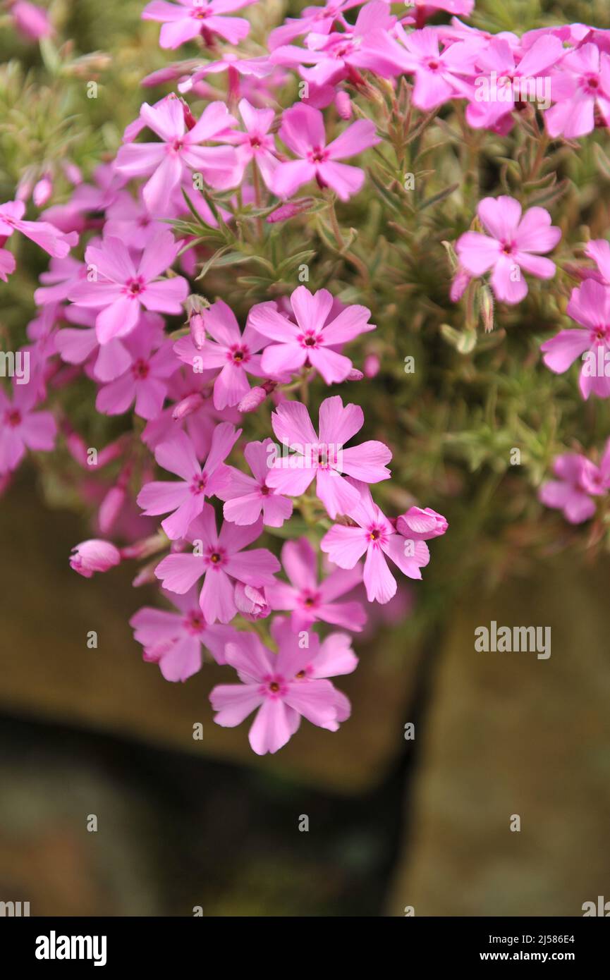 Pink moss phlox (Phlox subulata) Nettleton Variation with variegated foliage bloom in a garden in May Stock Photo
