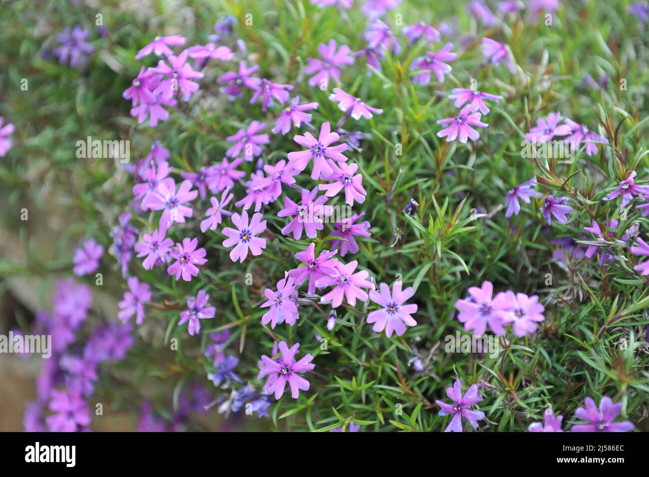 Violet-purple moss phlox (Phlox subulata) Purple Beauty bloom in a garden in May Stock Photo