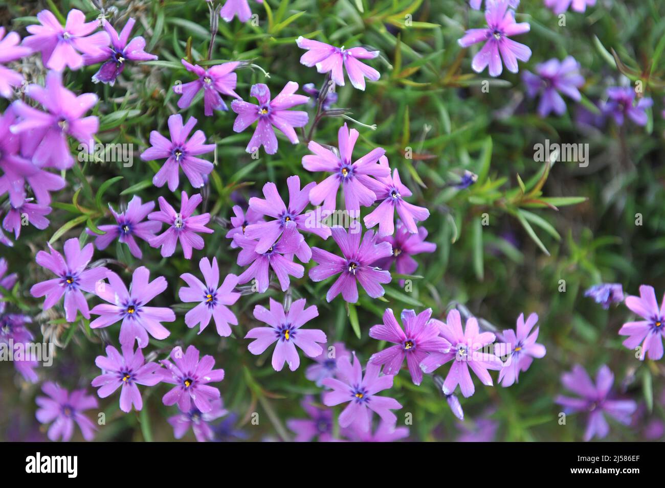 Violet-purple moss phlox (Phlox subulata) Purple Beauty bloom in a garden in May Stock Photo