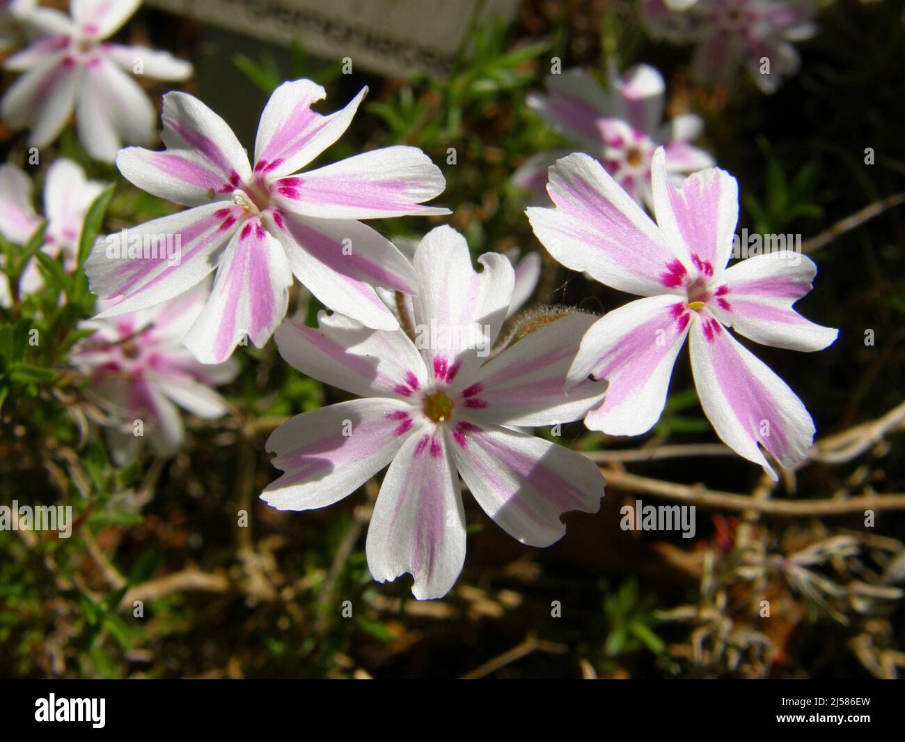 White with pink stripes moss phlox (Phlox subulata) Tamanonagalei (Mikado) bloom in a garden in May Stock Photo
