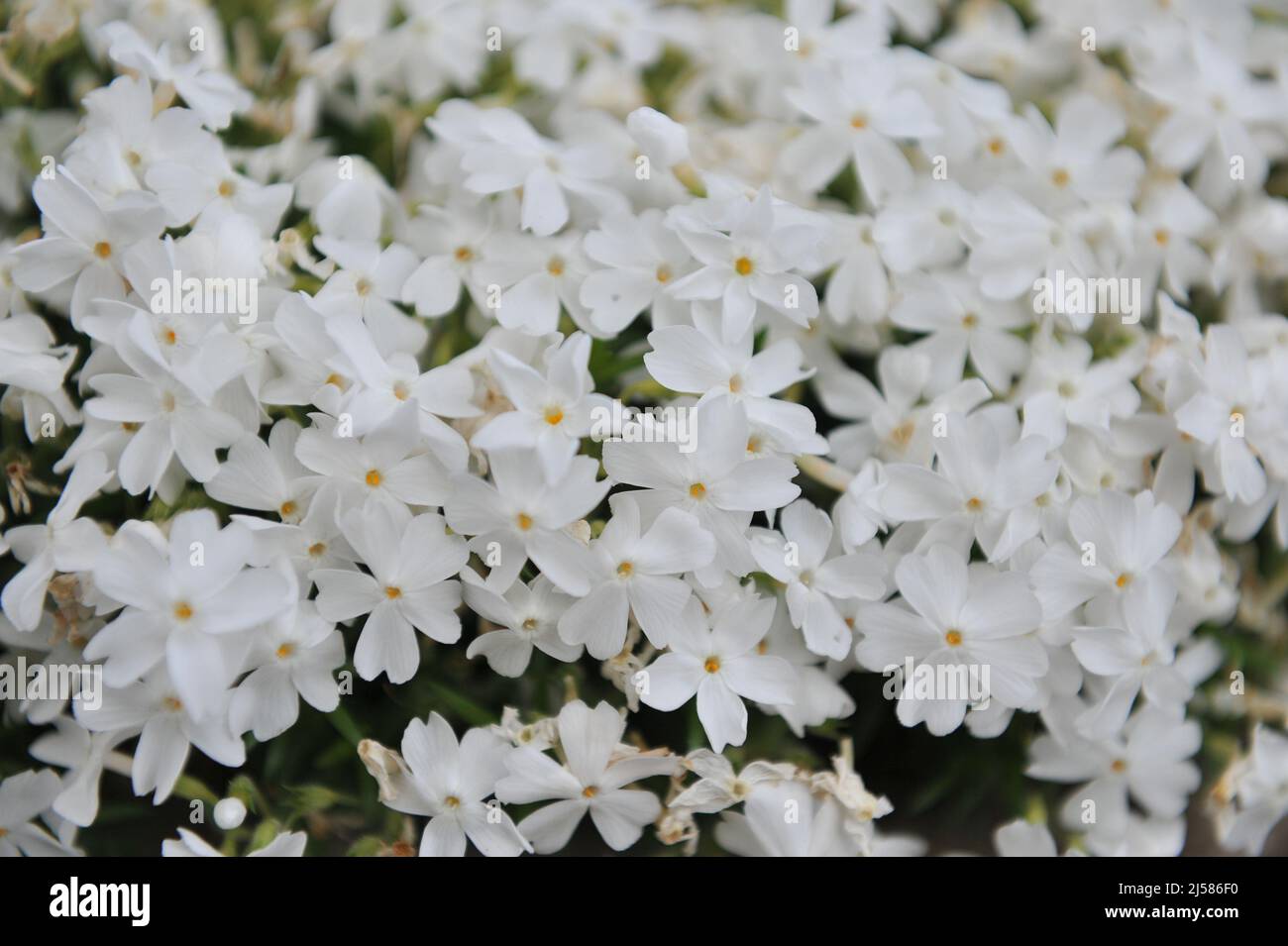 Moss phlox (Phlox subulata) White Delight bloom in a garden in May Stock Photo