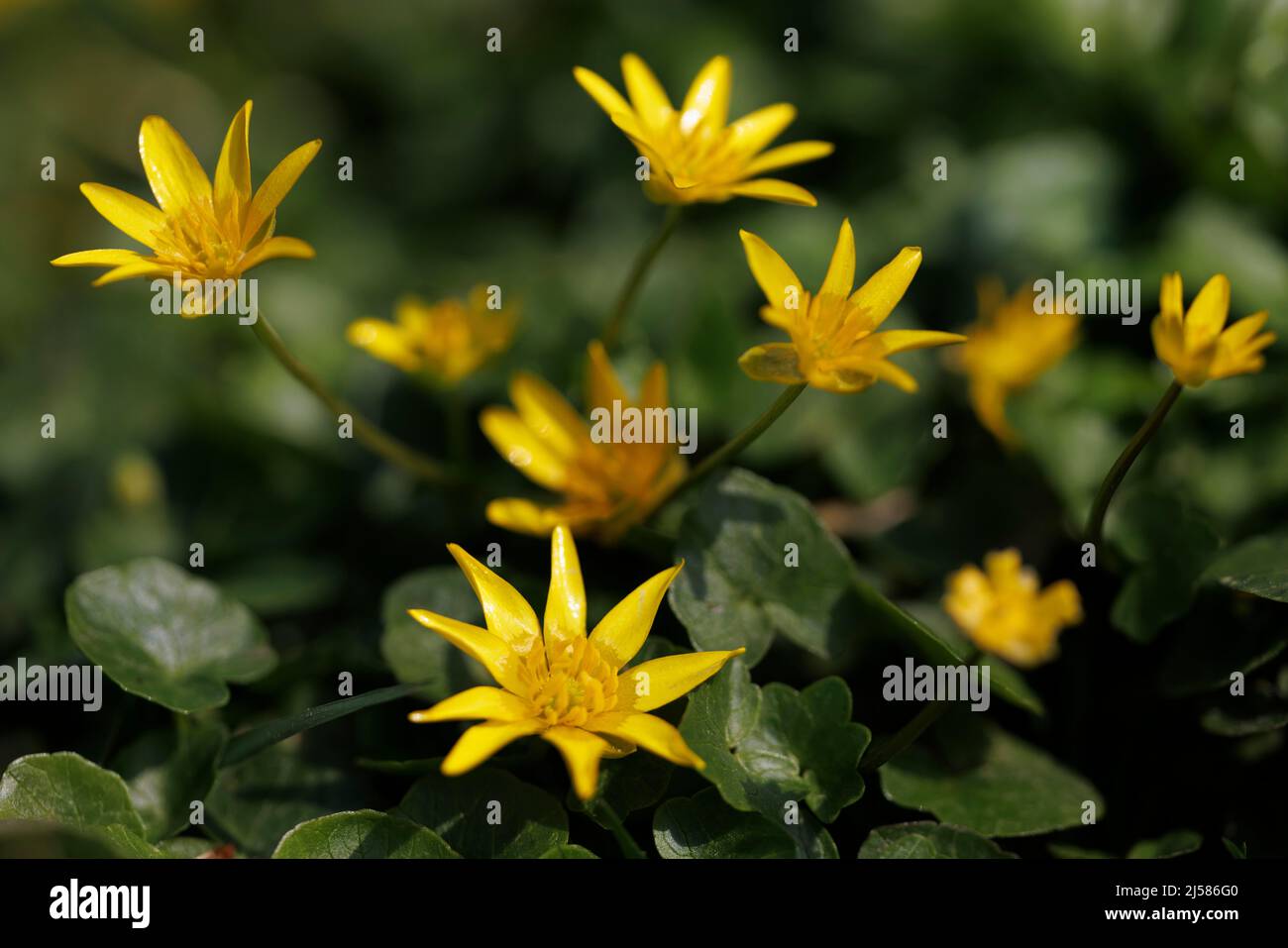 Lesser celandine (Ficaria verna), Germany Stock Photo