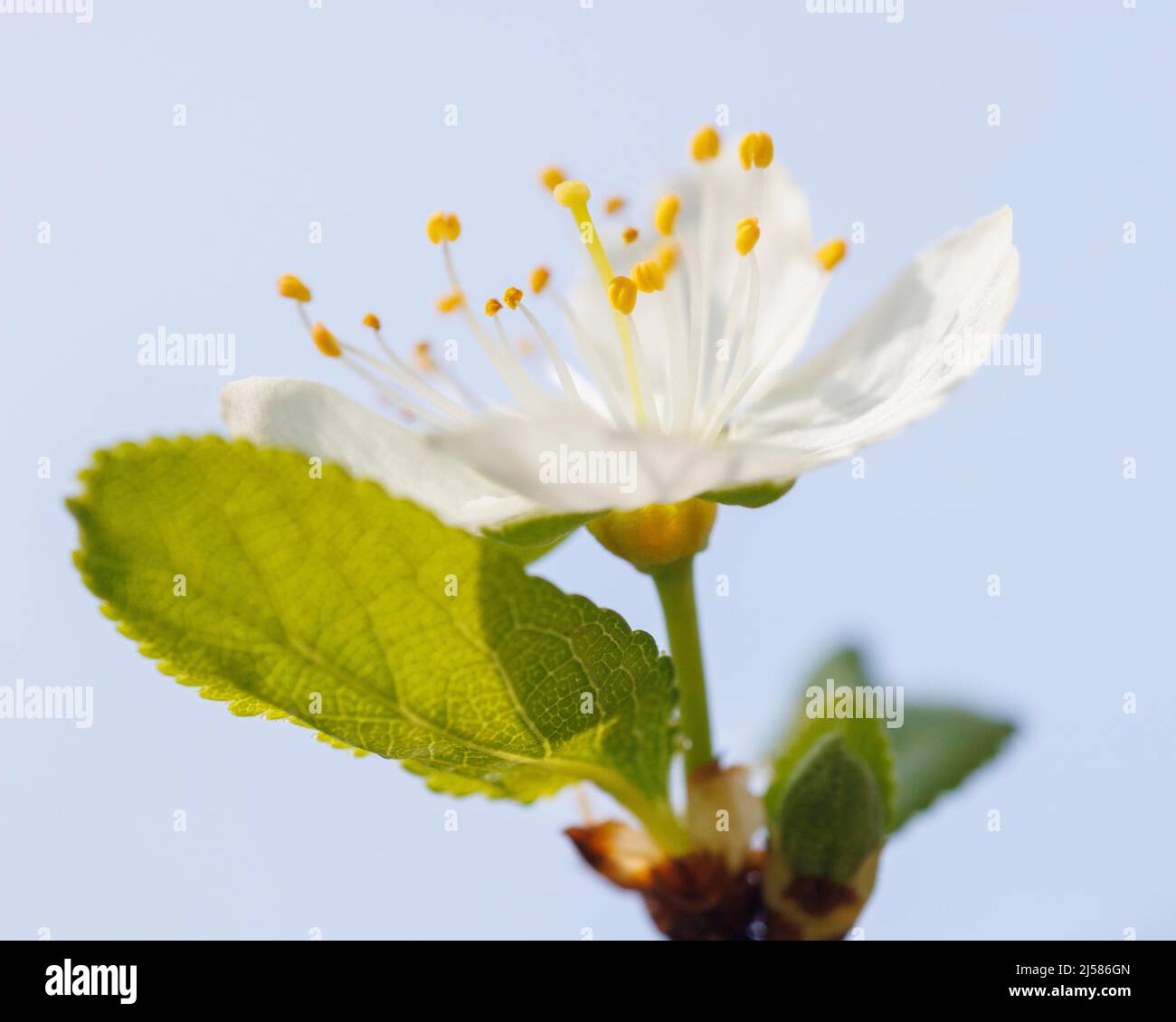 Blossom, plum tree, Germany Stock Photo