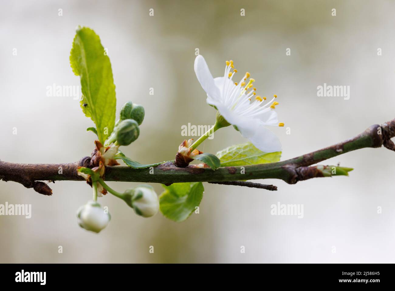 Flowering, plum tree, Germany Stock Photo