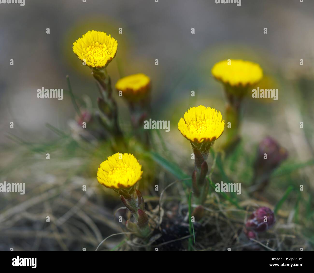 Coltsfoot (Tussilago farfara), Germany Stock Photo