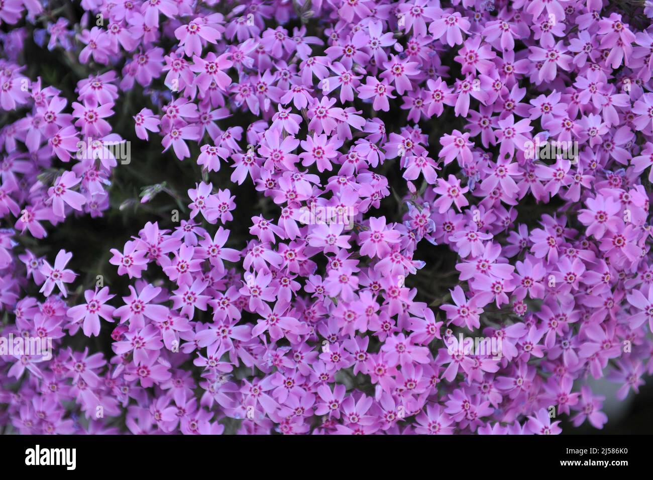 Pink moss phlox (Phlox subulata) Zwergenteppich bloom in a garden in May Stock Photo