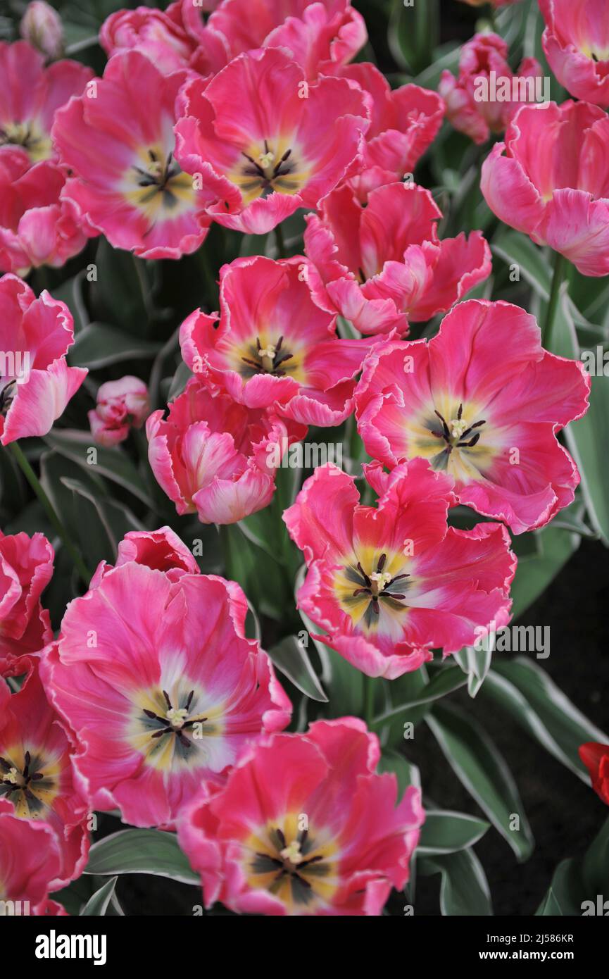 Pink parrot tulips (Tulipa) Elsenburg with variegated foliage bloom in a garden in March Stock Photo