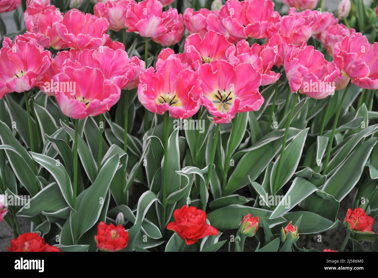 Pink parrot tulips (Tulipa) Elsenburg with variegated foliage bloom in