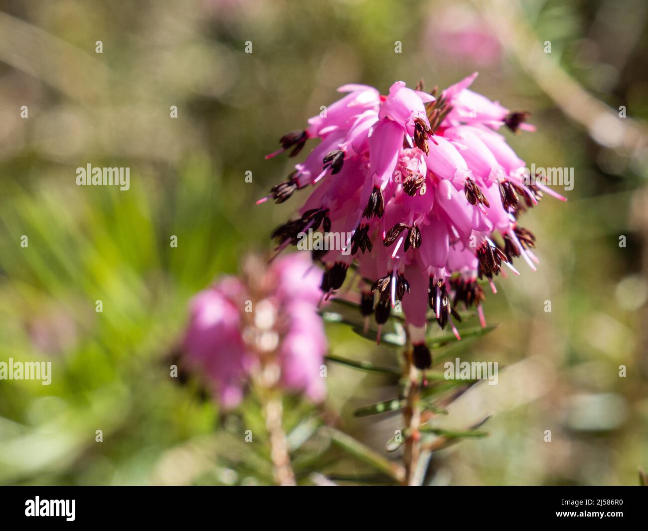 Heidekraut Erika (Erica), Hinterlobming, Steiermark, Oesterreich Stock ...