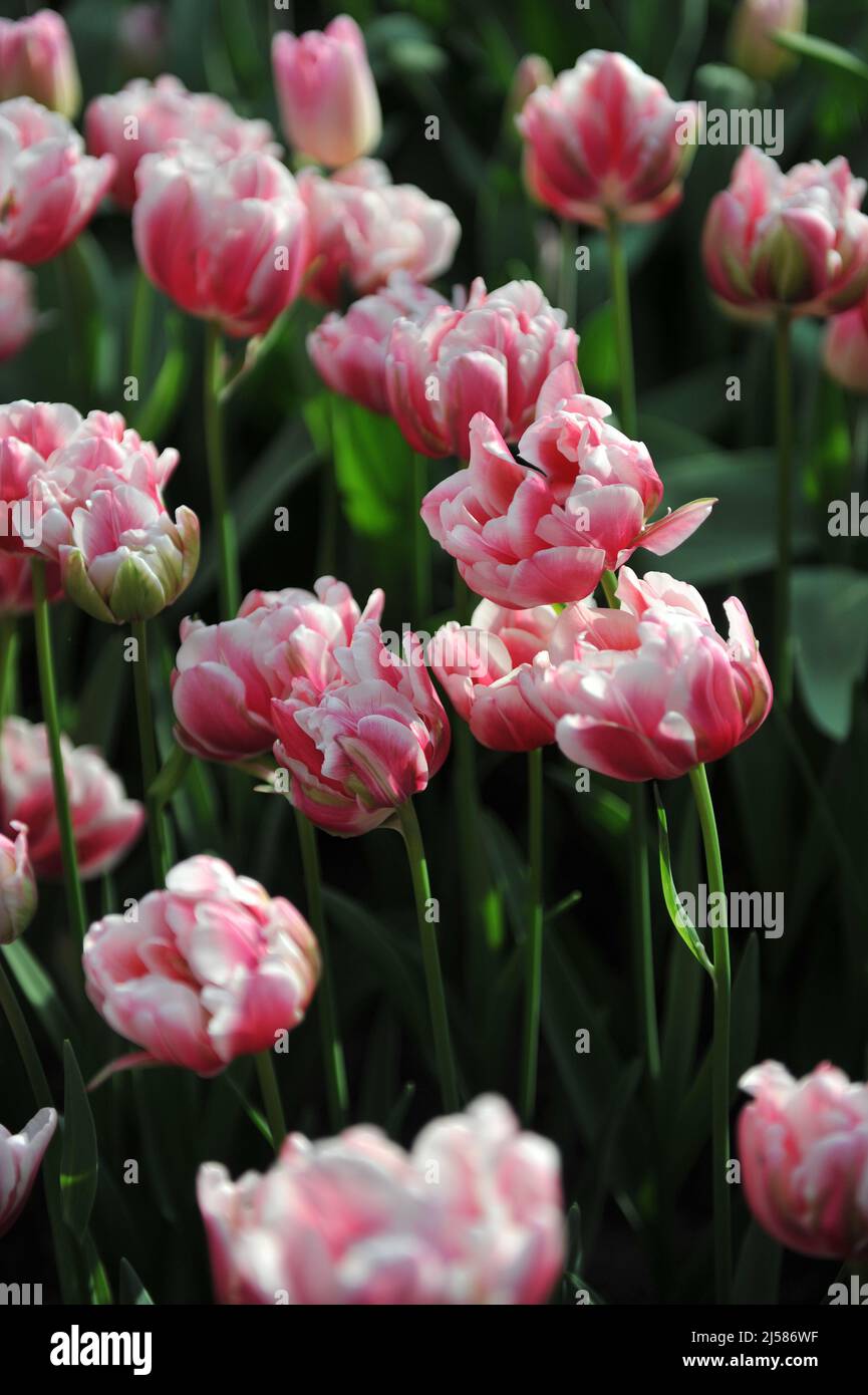 Pink and white peony-flowered Double Early tulips (Tulipa) Fantasy Lady bloom in a garden in March Stock Photo
