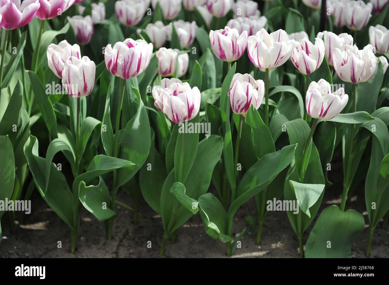 Pink and white Triumph tulips (Tulipa) Flaming Flag bloom in a garden