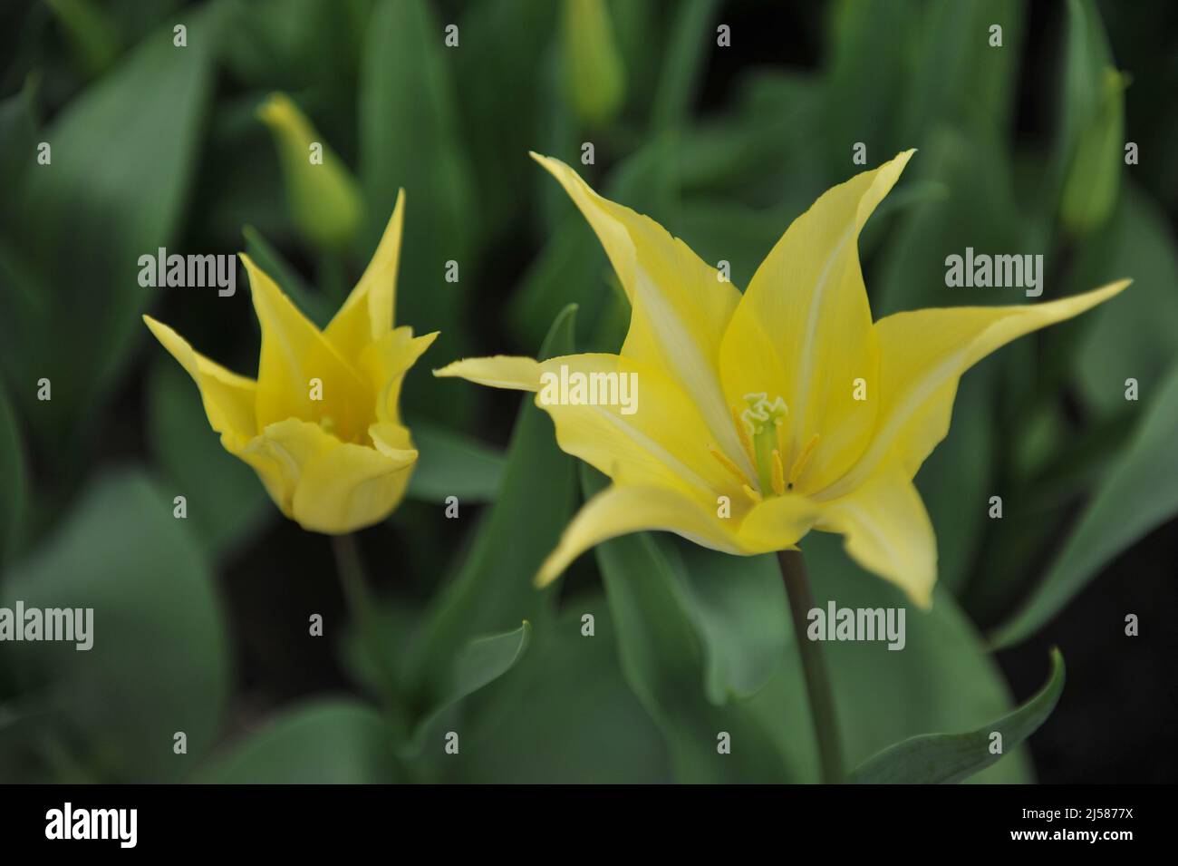 Yellow lily-flowered tulips (Tulipa) Florijn Chic bloom in a garden in March Stock Photo
