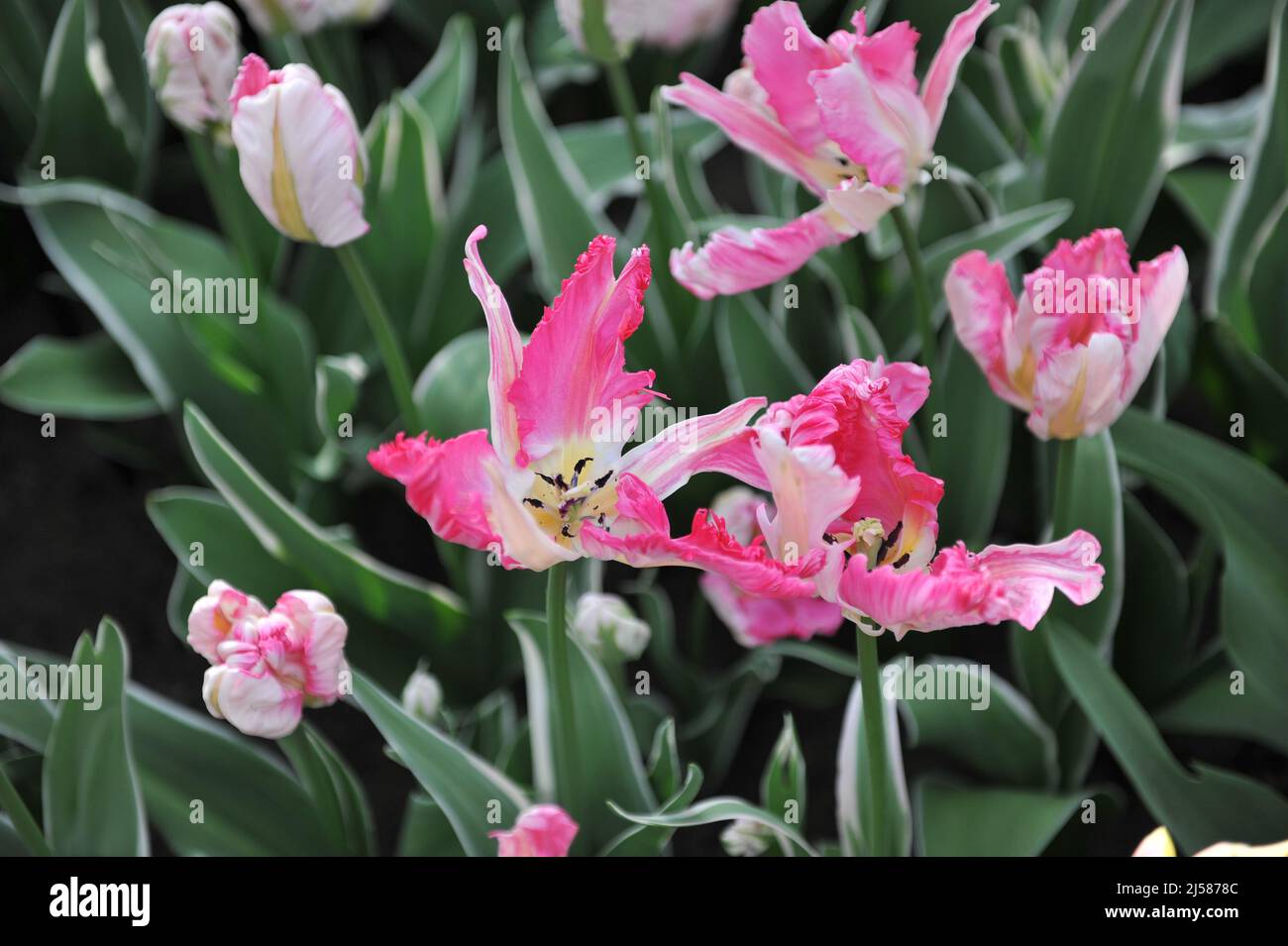 Pink and white parrot tulips (Tulipa) Forbidden City with wariegated foliage bloom in a garden in March Stock Photo