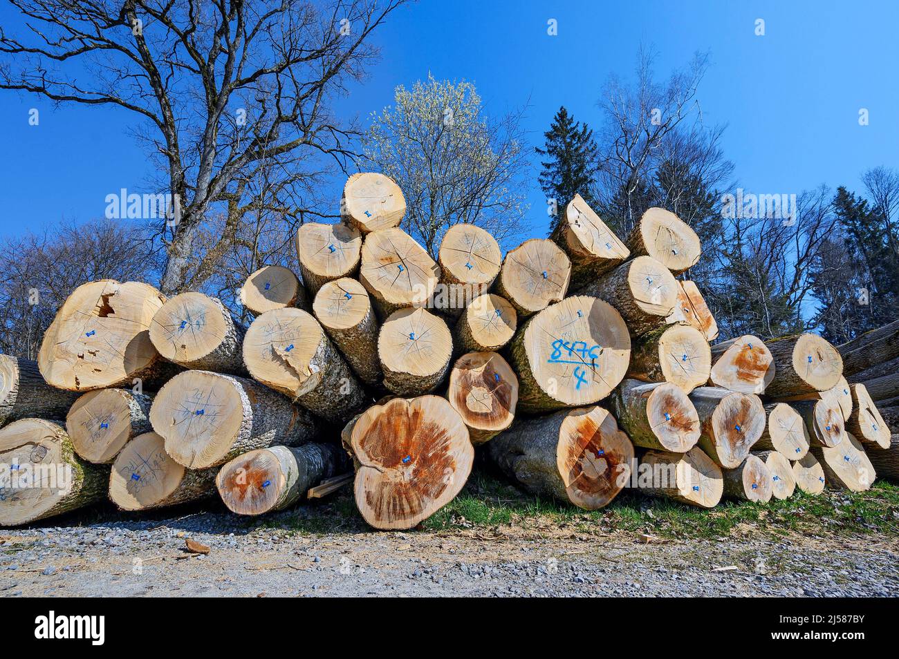 Wood Pile Blue Marked Tree Trunks Ash And Beech Trees Kreuztal wood-pile-blue-marked-tree-trunks-ash-and-beech-trees-kreuztal