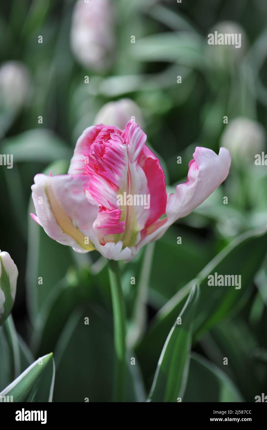 Pink and white parrot tulips (Tulipa) Forbidden City with wariegated foliage bloom in a garden in March Stock Photo