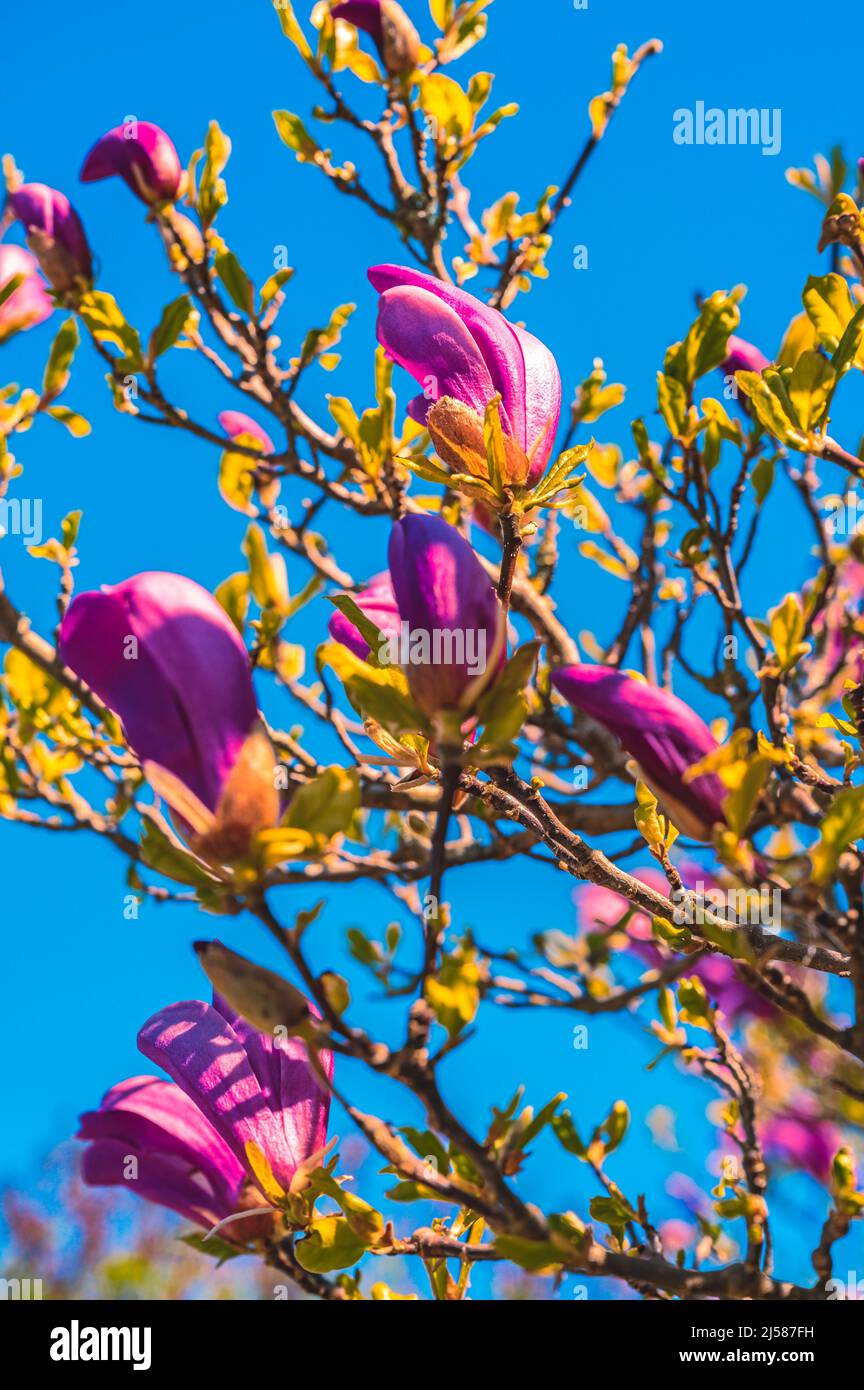 Magnolienbaum (Magnolia) beginnt im Fruehling bei Sonnenschein und blauen Himmel zu bluehen, Hannover, Niedersachsen, Deutschland Stock Photo