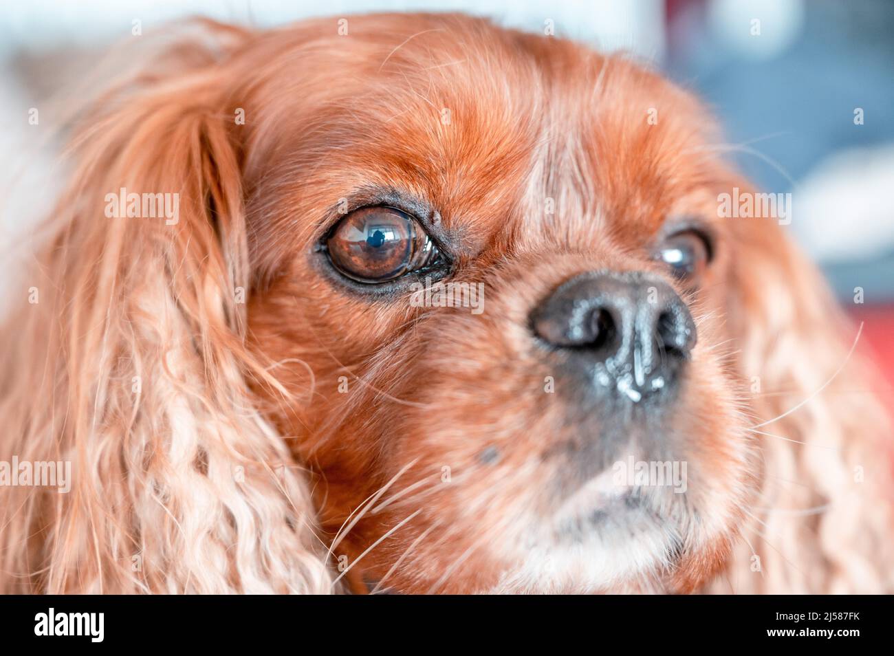 Portrait von einem Hund der Rasse Cavalier King Charles Spaniel in der Musterung Ruby, Hannover, Niedersachsen, Deutschland Stock Photo