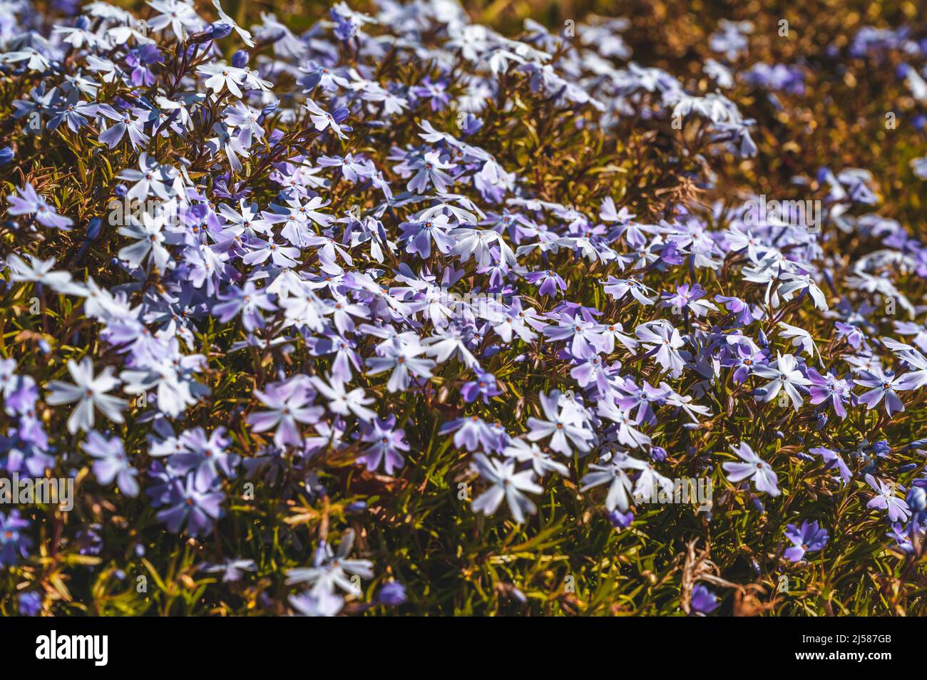 Die lila niedrige Prachtaster (Aster spectabilis) blueht im Fruehling auf der Wiese bei Sonnenschein, Hannover, Niedersachsen, Deutschland Stock Photo