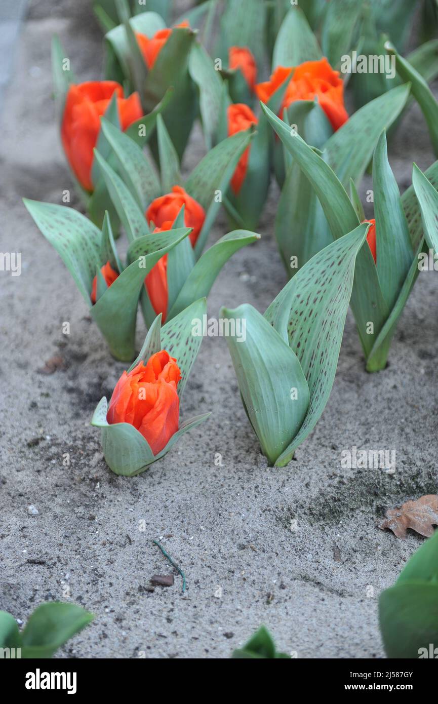 Greigii tulips (Tulipa) Giant Orange Sunrise bloom in a garden in March Stock Photo