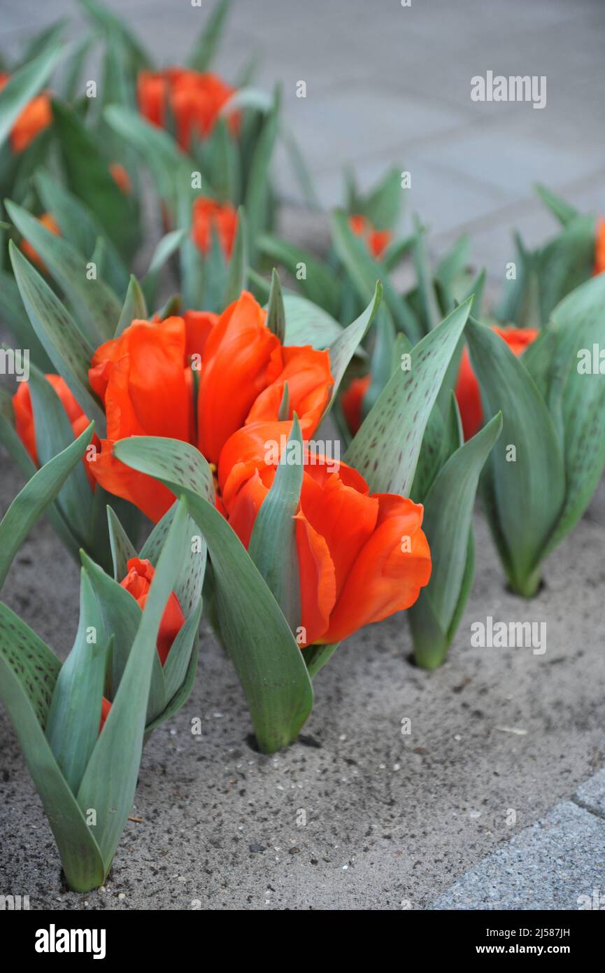 Greigii tulips (Tulipa) Giant Orange Sunrise bloom in a garden in March Stock Photo