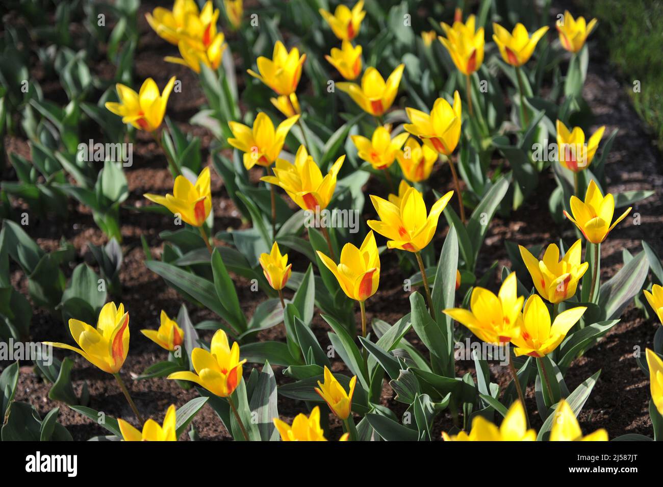 Yellow and red Kaufmanniana tulips (Tulipa) Giuseppe Verdi bloom in a
