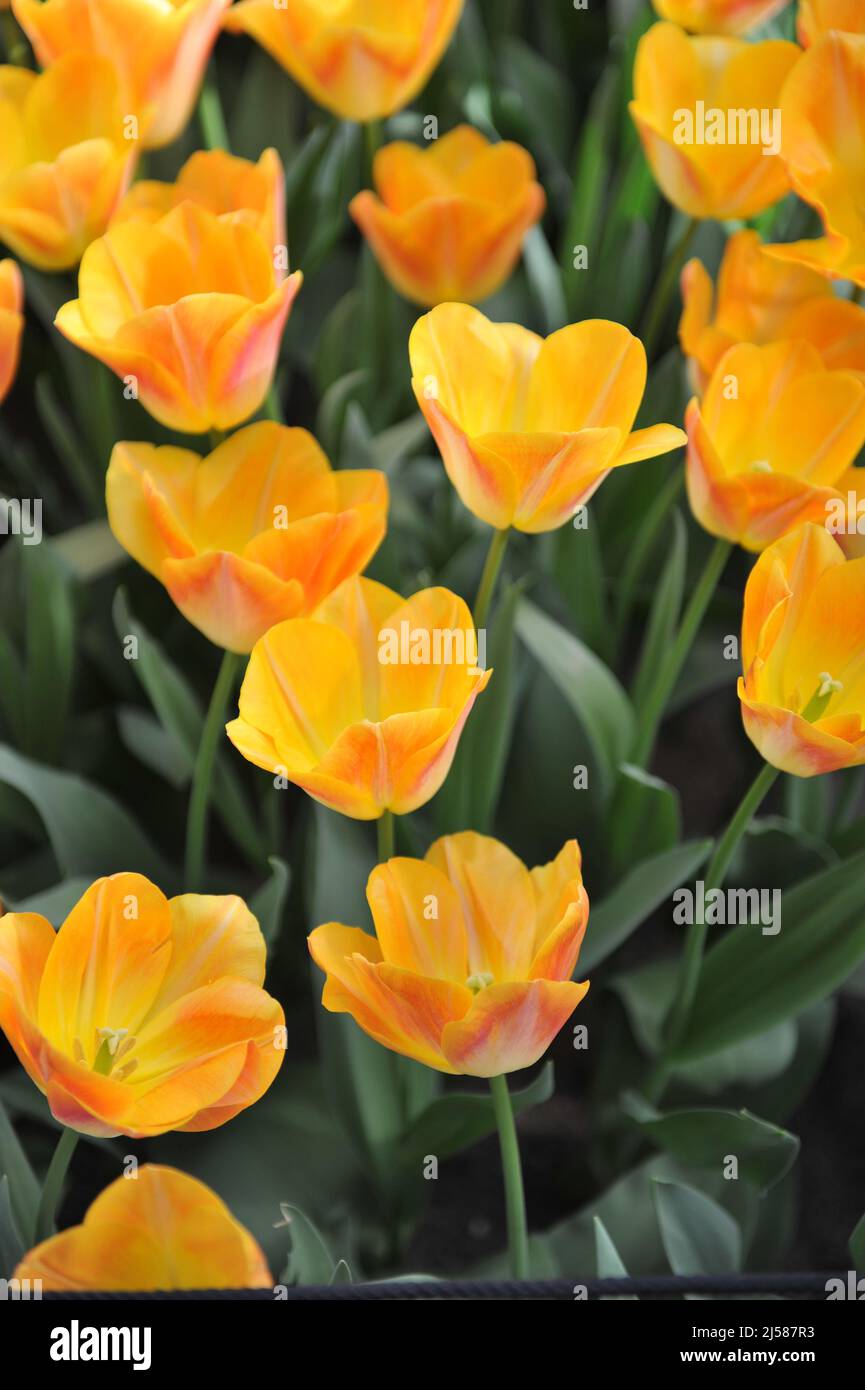 Orange-yellow Triumph tulips (Tulipa) Golden Dynasty bloom in a garden in March Stock Photo