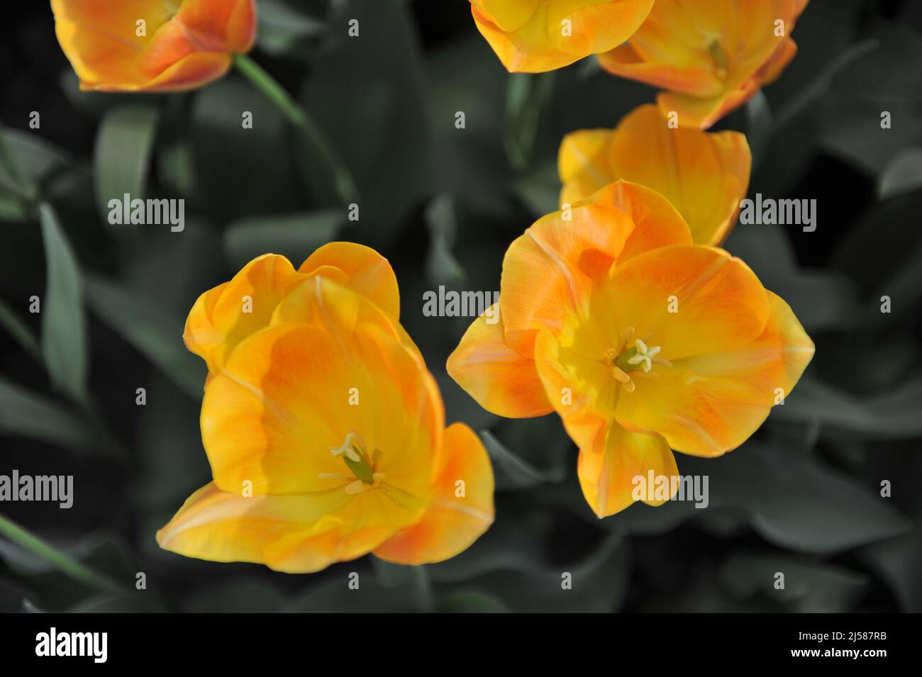 Orange-yellow Triumph tulips (Tulipa) Golden Dynasty bloom in a garden in March Stock Photo