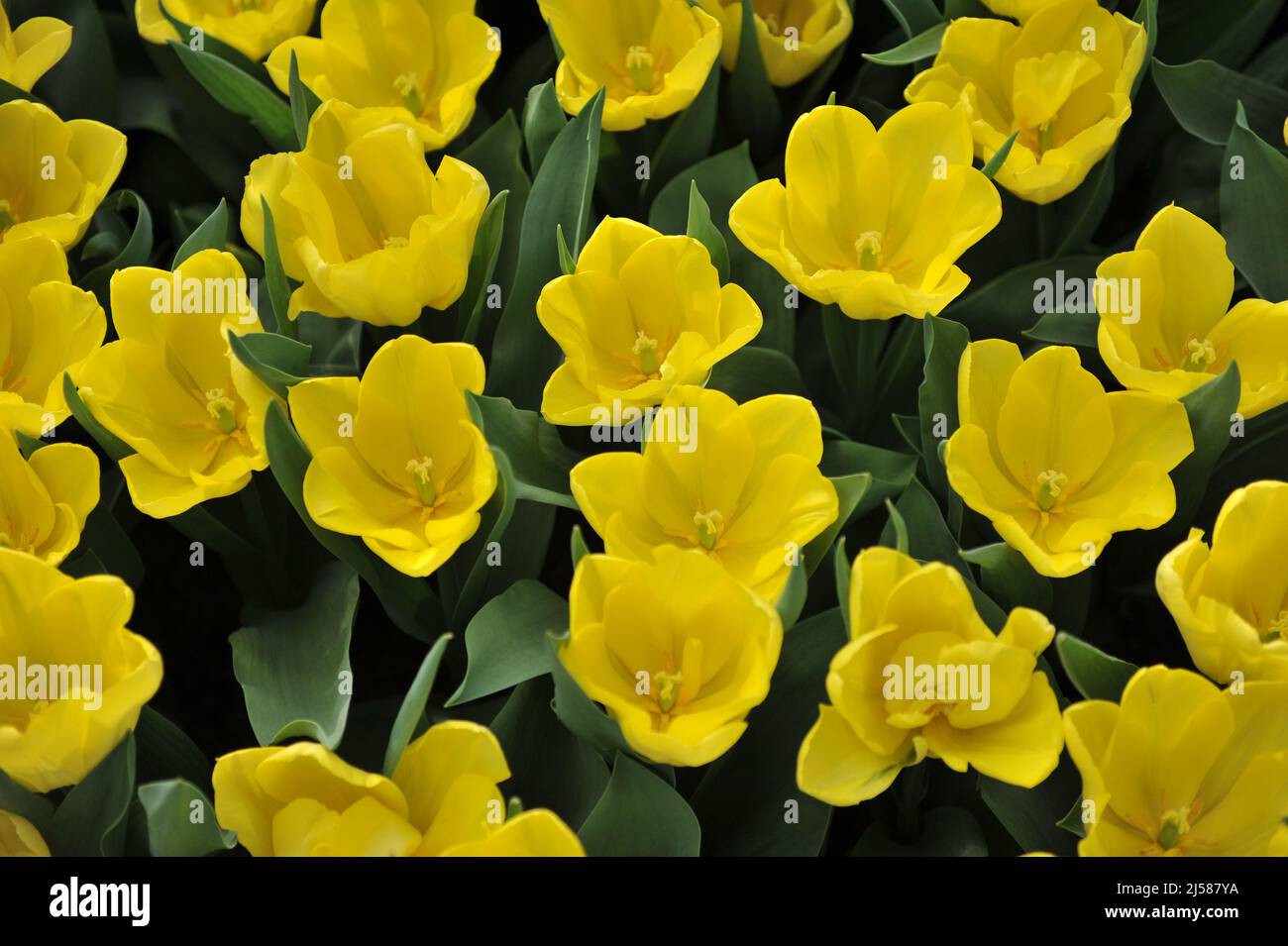 Yellow Triumph tulips (Tulipa) Harvest Moon bloom in a garden in March Stock Photo