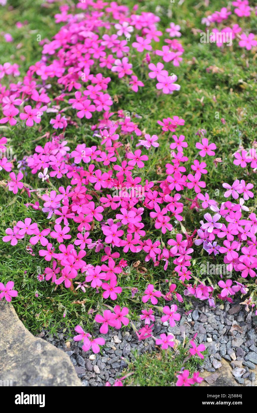Dark pink tufted phlox (Phlox douglasii) Crackerjack bloom in a garden in May Stock Photo