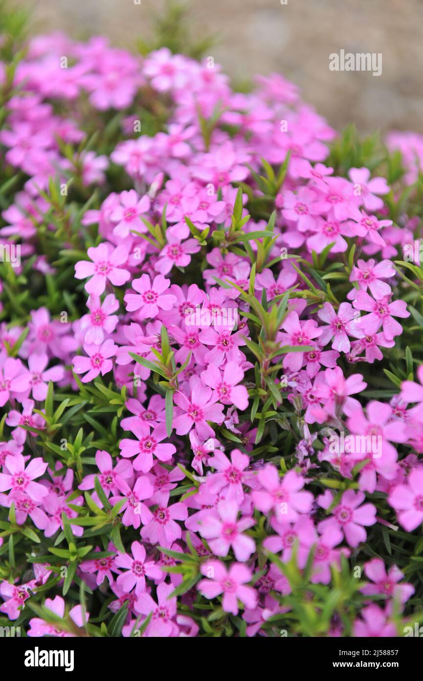 Pink Moss Phlox Phlox Subulata Zwergenteppich Bloom In A Garden In Pink Moss Phlox Phlox Subulata Zwergenteppich Bloom In A Garden In