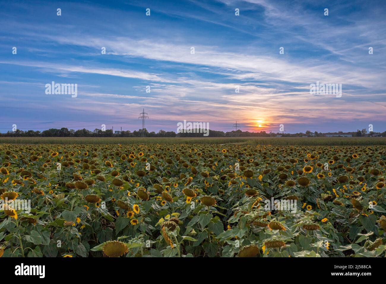 Sunflower field with setting sun on a late summer evening Stock Photo