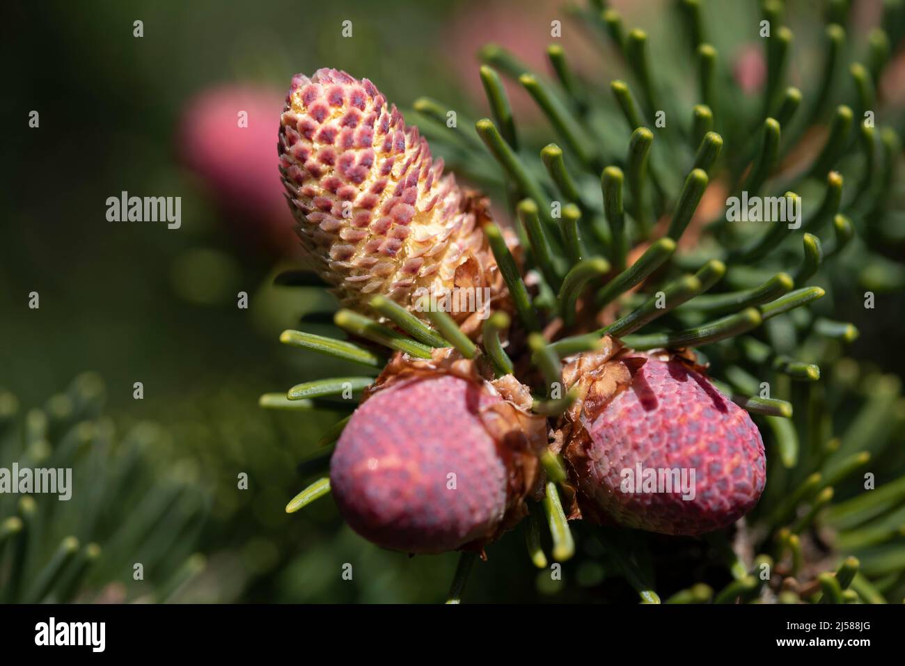 Edeltanne (Abies Procera), maennliche Blueten, Fruehjahr, Deutschland Stock Photo