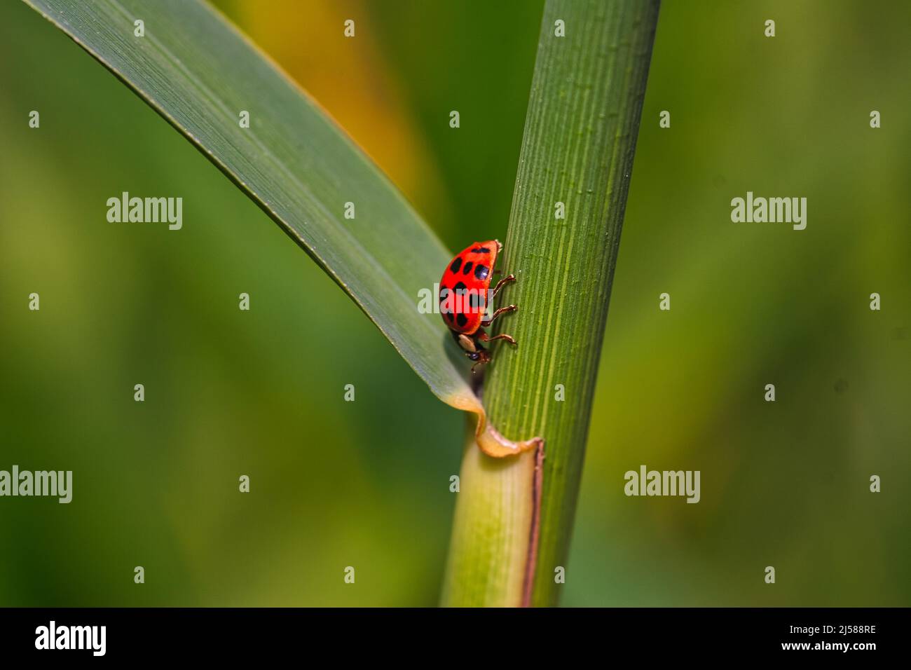 Asian lady beetle (Harmonia axyridis) on a leaf stalk Stock Photo Alamy