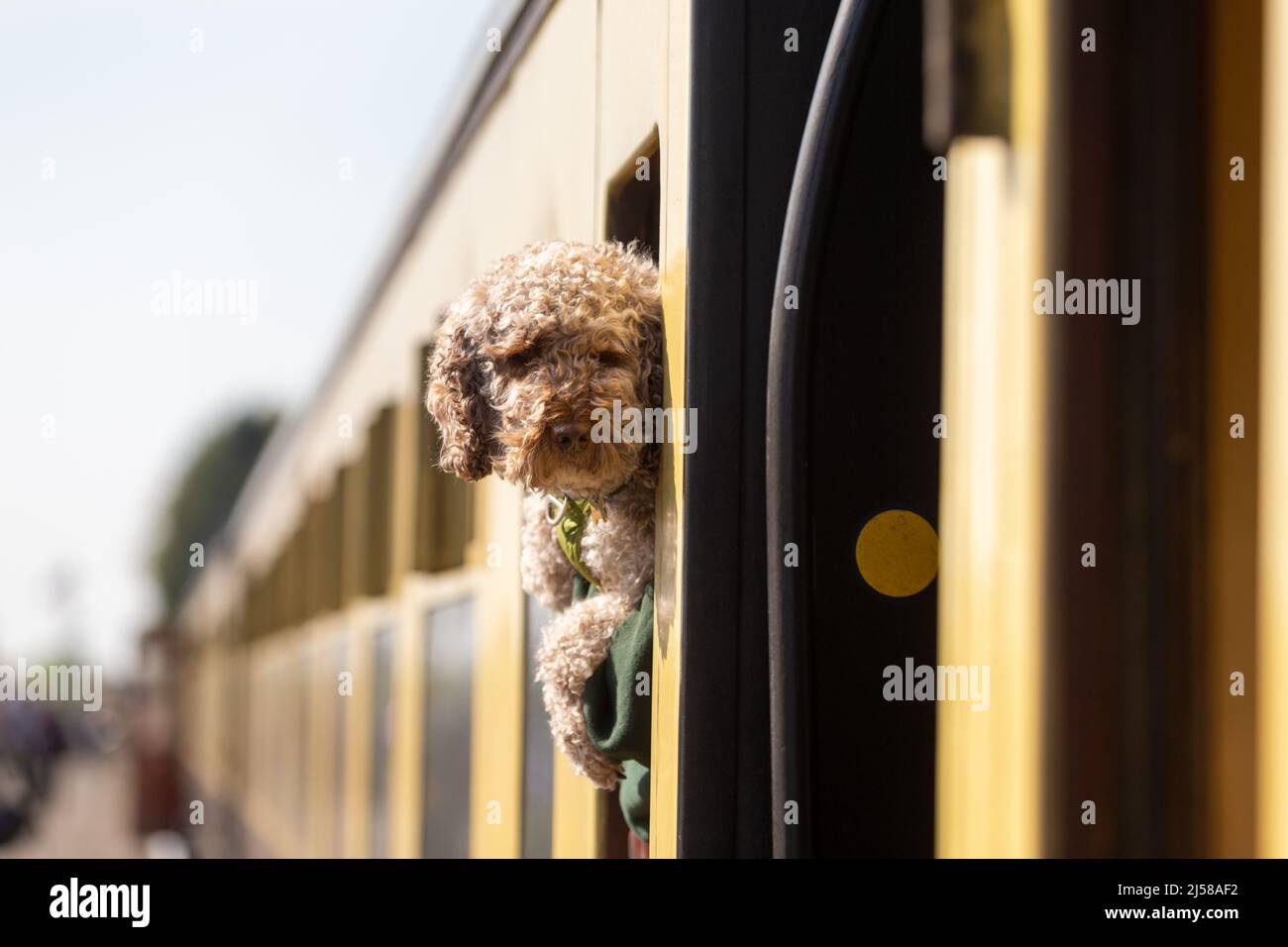 Kidderminster, Worcs, UK. 21st Apr, 2022. A dog looks out of a train window on the platform on Kidderminster railway station on the first day of the Severn Valley Railway's Spring Steam Gala. The SVR is one of many heritage railways in Britain which faces potential critical coal shortages. UK heritage railways currently uses about 26,000 tonnes of coal each year. Credit: Peter Lopeman/Alamy Live News Stock Photo