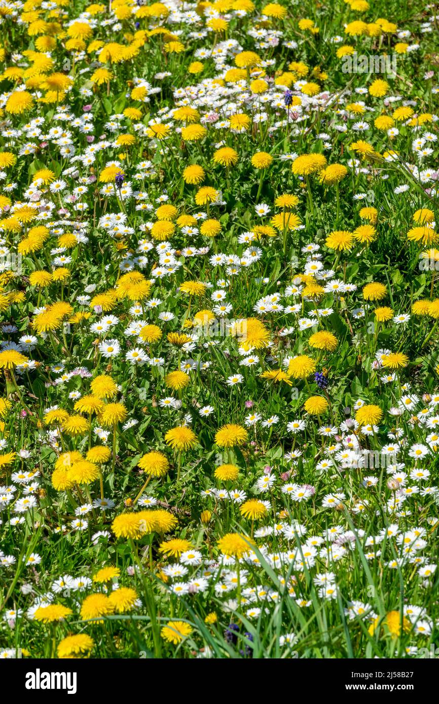 Background of dandelions and daisies in the grass, wildflowers bloom in spring Stock Photo