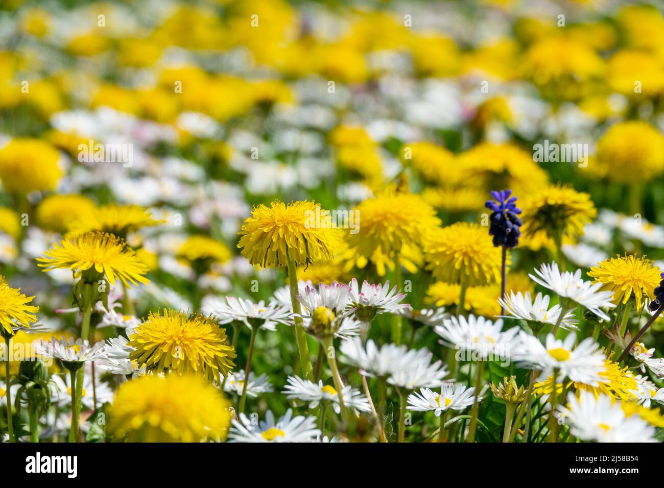 Close up of dandelions and daisies in the grass, wildflowers bloom in spring Stock Photo