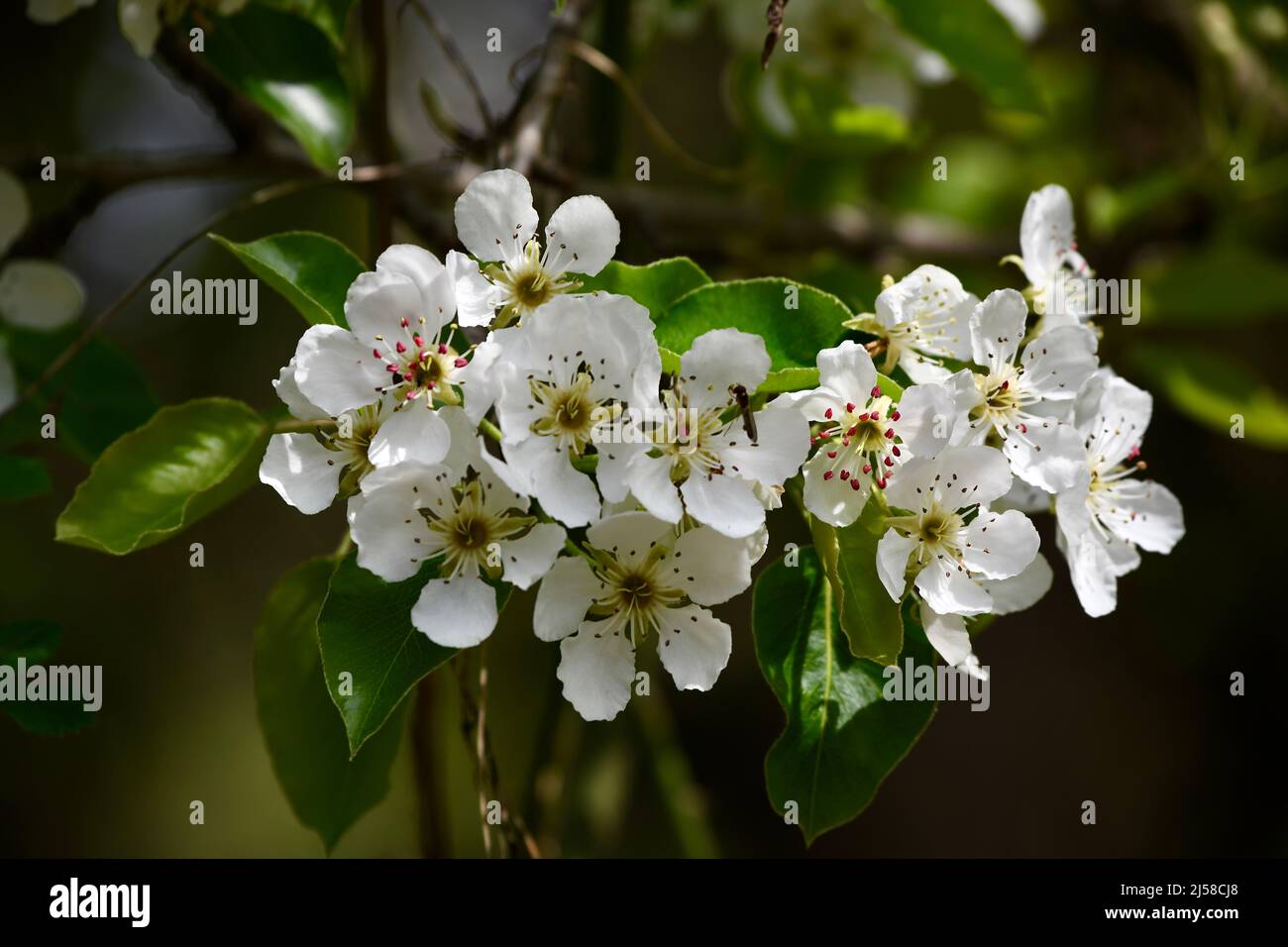wunderschöne weisse Apfelblüten am Zweig Stock Photo