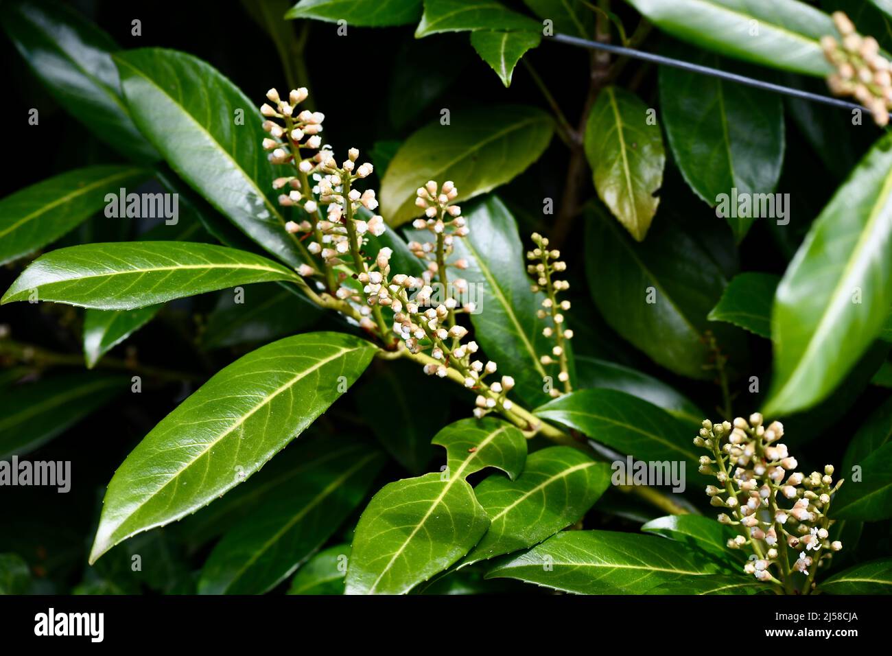 blühender immergrüner Kirschlorbeer - prunus laurocerasus - Strauch im April Stock Photo