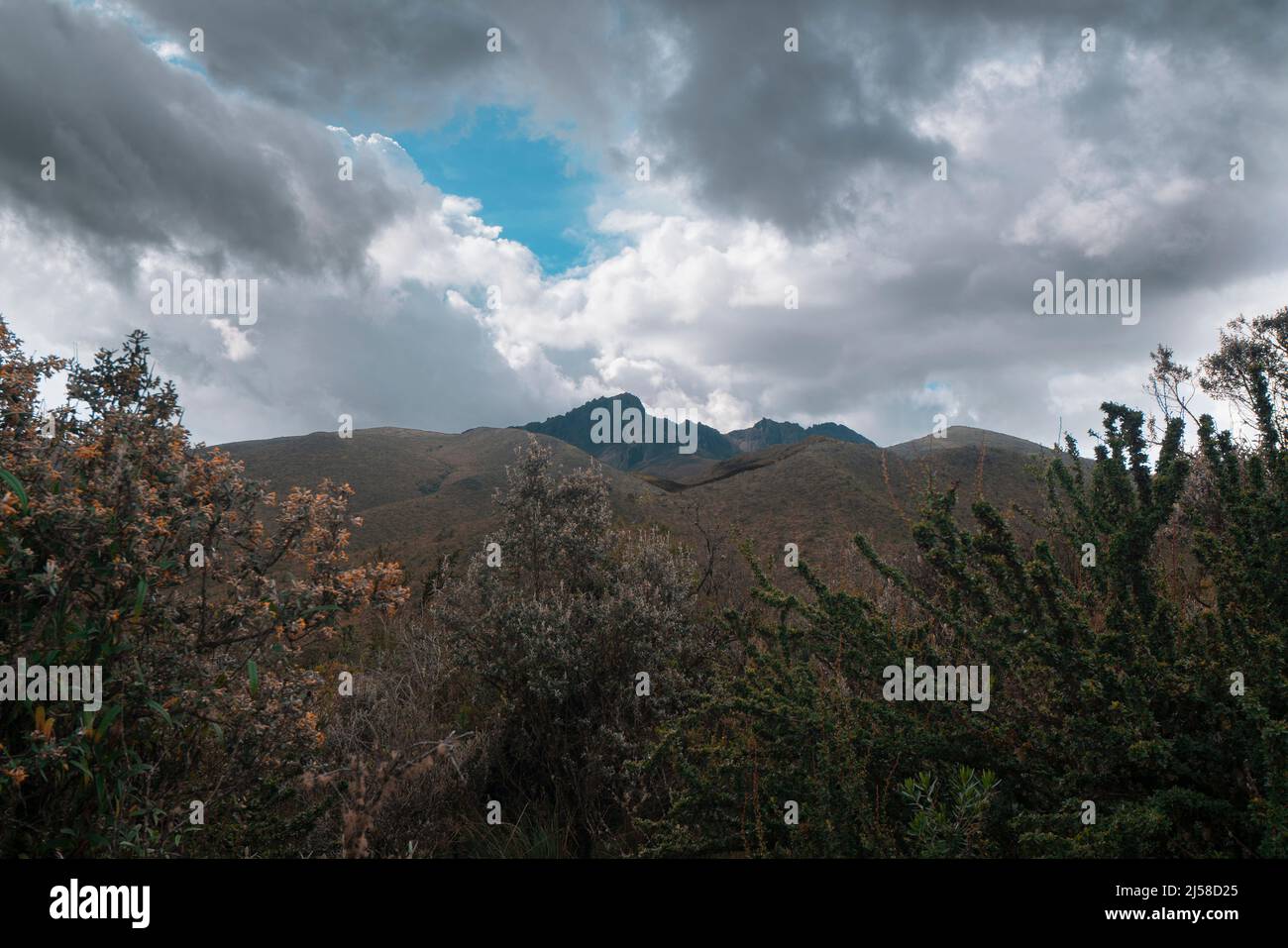Landscape of the Cotopaxi National Park with green trees and the ...